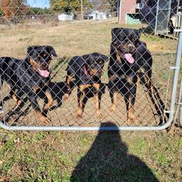Rottweiler Puppies from Schone Rasse Rottweilers