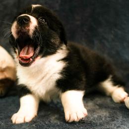 American Corgi, Cardigan Welsh Corgi, and Pembroke Welsh Corgi Puppies from Cal Beach Corgis