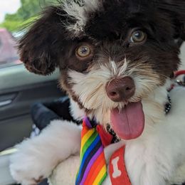 Pitbull - Havanese