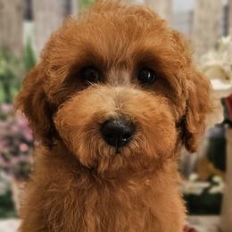 Aussiedoodles, Cavalier King Charles Spaniels, Cavapoos, and Poodles from Leerose Puppies
