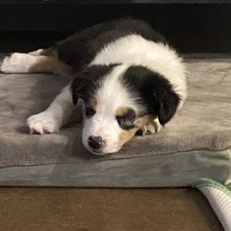 "Cagney - 9 Weeks Old" Miniature Australian Shepherd Puppies from Mini Aussie Finery