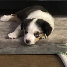 "Cagney - 9 Weeks Old" Miniature Australian Shepherd Puppies from Mini Aussie Finery