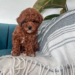 C O C O N U T ... ( teddy bear 8-10 lb ) - Red  male Goldendoodle puppy in Hooper, Utah from Anchor Dogs