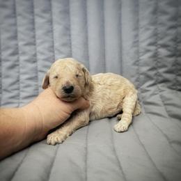 Bluebell - Cream female Labradoodle puppy in Kingman, Arizona from The Dood Ranch