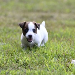 Charles - Tri-color male Russell Terrier puppy in Andover, Connecticut from Frog Hollow Farm