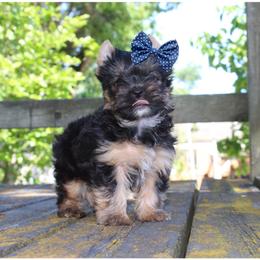 Claire - Black and gold female Yorkshire Terrier puppy in Warren, Michigan from Danielle's Yorkie Babies