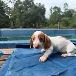 Hades - Piebald male Dachshund puppy in Wesley Chapel, Florida from Russell Lee Overton