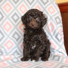 Ozzy genetically clear - Brown Poodle puppy in Morgan County, West Virginia from 'Capon Cuties