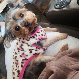Diamond - Black and gold female Morkie puppy in West Enfield, Maine from GRIFFEY'S SPA AND KENNEL