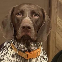 German Shorthaired Pointers from Carr's German Shorthair Pointer Pups