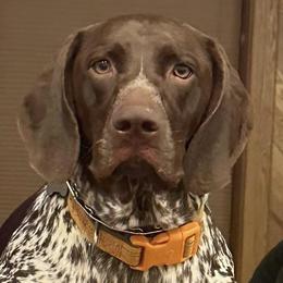German Shorthaired Pointers from Carr's German Shorthair Pointer Pups