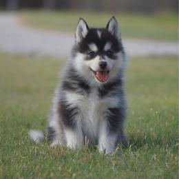 Jolly - Black and white female Pomsky puppy in Krum, Texas from Paw-Some Pomskies