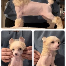 Chinese Crested and Poodle Puppies from Ariella Standard Poodles & Chinese Cresteds