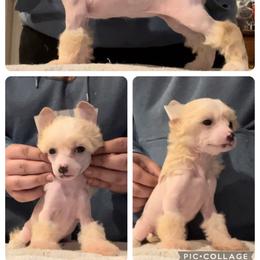 Chinese Crested and Poodle Puppies from Ariella Standard Poodles & Chinese Cresteds
