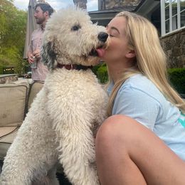 Goldendoodle, Poodle, and Sheepadoodle All Grown Up from Brewer's Goldendoodles & Sheepadoodles