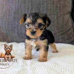 Denali - Black and tan female Yorkshire Terrier puppy in Goodyear, Arizona from Copper State Yorkies