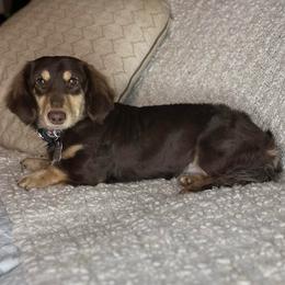 Lizzie - Dachshund