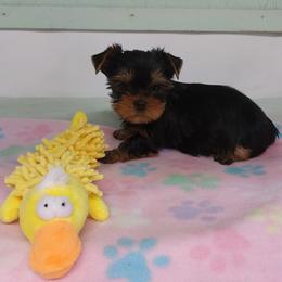 YELLOW - Black and tan male Yorkshire Terrier puppy in Grand Terrace, California from CLC SOUTHERN YORKIES