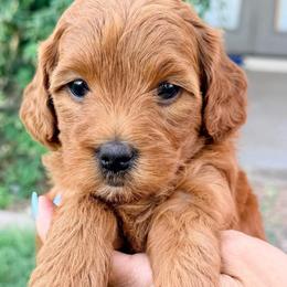 Red - Red  female Goldendoodle puppy in Mesa, Arizona from Tails and Trails Doodles