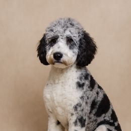 Bella - Goldendoodle