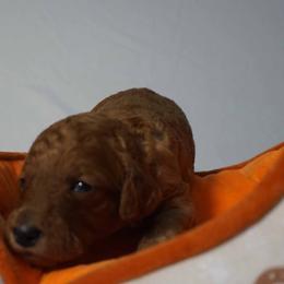 Girl 2 - Red  female Poodle puppy in Mc Henry, Illinois from Sunset Maple Poodles