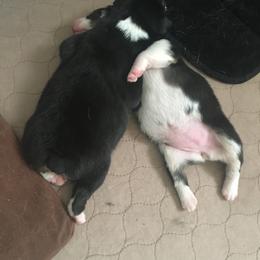 Australian Shepherd and Collie Puppies from Nicara kennel