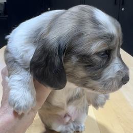 Felix - Piebald male Dachshund puppy in Jordan, Arkansas from Lakeshore Dachshunds