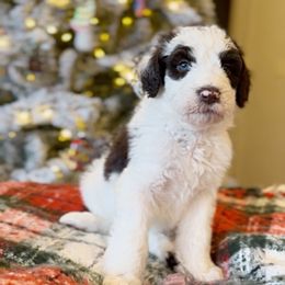 Harvey - Brown and white male Bernedoodle puppy in Salina, Oklahoma from Hudson Shore Bernedoodles