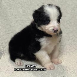 Hermy - Black tri-color male Australian Shepherd puppy in Bethany, Connecticut from Wynter Thyme Manor Australian shepherds