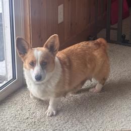 Shylow - Pembroke Welsh Corgi
