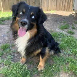 Hunter - Black tri male Miniature Australian Shepherd puppy in Alexandria, Virginia from Fairfax Aussies