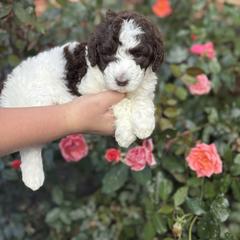 Harvest - Brown and white male Aussiedoodle puppy in Marion, North Carolina from Puddles' Puppies