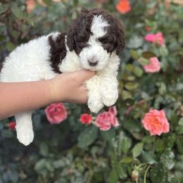 Harvest - Brown and white male Aussiedoodle puppy in Marion, North Carolina from Puddles' Puppies