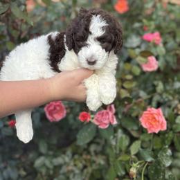 Harvest - Brown and white male Aussiedoodle puppy in Marion, North Carolina from Puddles' Puppies