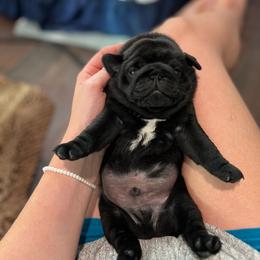 Wilson - Black male Pug puppy in Grants Pass, Oregon from Malta Pugs