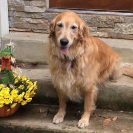 Golden Retrievers from Joy Gin Kennels