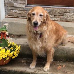 Golden Retrievers from Joy Gin Kennels
