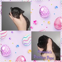 Girl - Black and tan female Yorkshire Terrier puppy in Wartburg, Tennessee from Amanda's Precious Pups