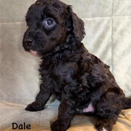 Boy 5 Dale - Black male Goldendoodle puppy in Kearneysville, West Virginia from Daydreamer