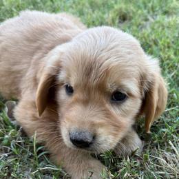 Sonora - Light golden female Golden Retriever puppy in Mesa, Arizona from Grand Canyon Goldens