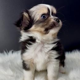 Jack - Merle male Chihuahua puppy in Simpsonville, South Carolina from N&T's Chihuahuas