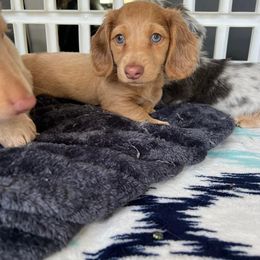 Dachshund Puppies from Southern Ridge Kennels