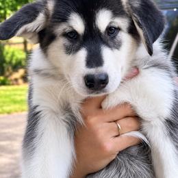 Nora - Seal and white female Alaskan Malamute puppy in Sandy, Oregon from NORTH WINDS ALASKAN MALAMUTES