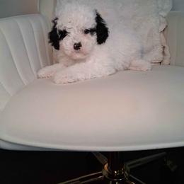 Wassail - Black and white female Bernedoodle puppy in Fort White, Florida from Jade