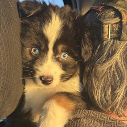 Aussiedoodles, Bulldogs, Miniature Australian Shepherds, Poodles, and Toy Australian Shepherds from Mowry Creek Mini Aussiedoodles and More