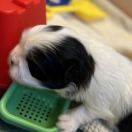 Jack - Black and white male Shih Tzu puppy in Brevard, North Carolina from House of Little Lions