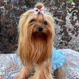 Stella - Blue and gold female Yorkshire Terrier puppy in Seattle, Washington from 🎀 Yorkies Boutique Babydolls 🎀