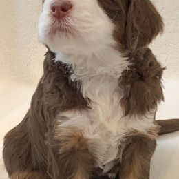 Bernedoodle Puppies from Lovable Bernedoodles