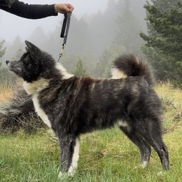 Karyuu - Japanese Akitainu