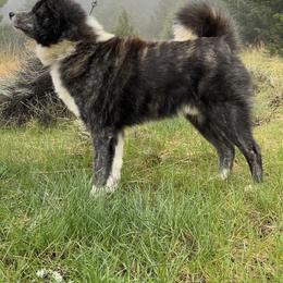 Karyuu - Japanese Akitainu